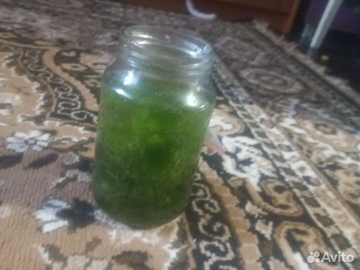 Роголистник в аквариум