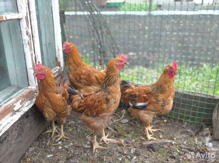 Молодые петухи