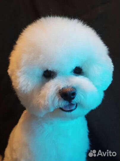 Стрижка, груминг, тримминг собак и кошек в спб