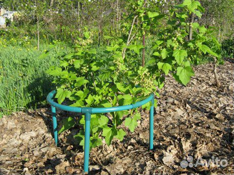 Кустодержатель пластиковый