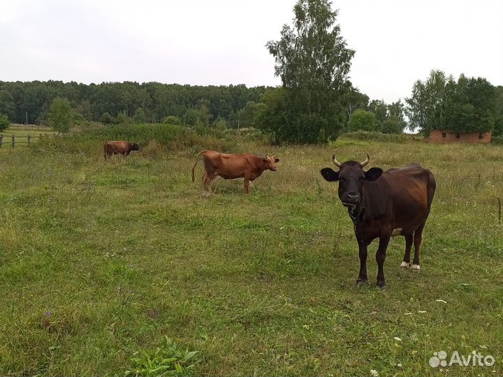 Продаются коровы, телки