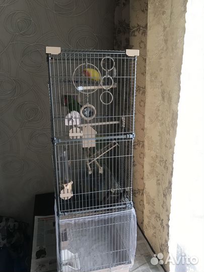 Попугай неразлучники с клеткой