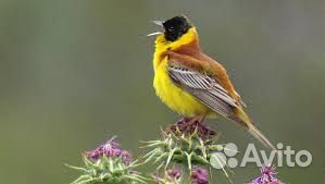 Кавказские певчие птицы