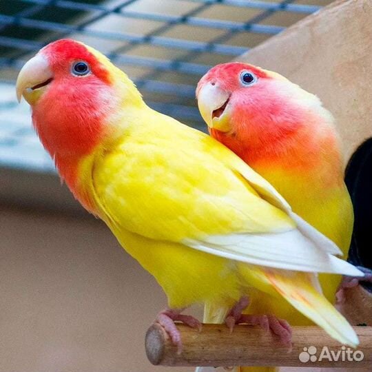 Попугаи розелла, волнистые, какарик, корелла