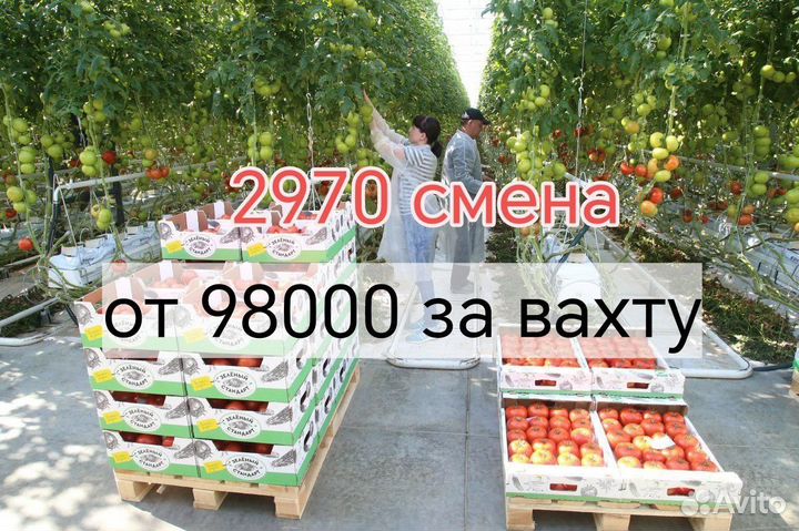 Вахта в Москве овощевод сбор урожая с жильем