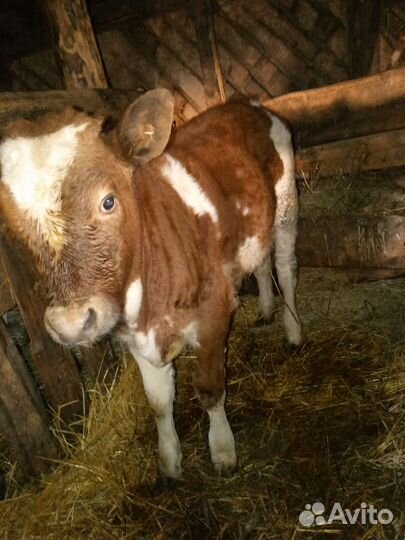 Телята бычки