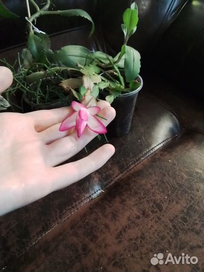 Комнатные цветы набор