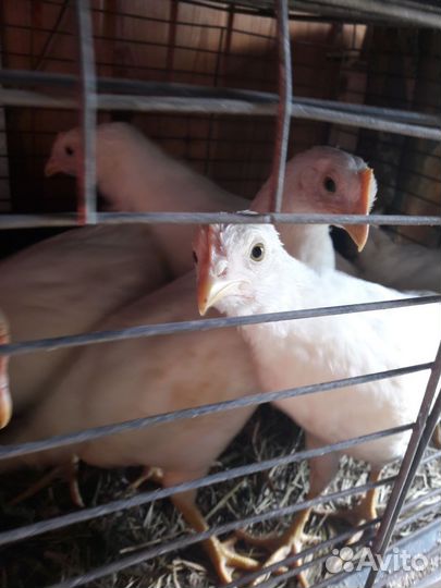 Молодки Декалб Уайт