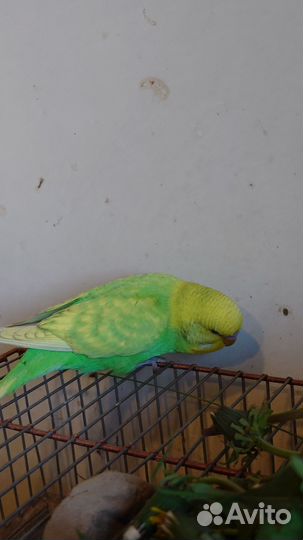 Попугаи получехи птенцы
