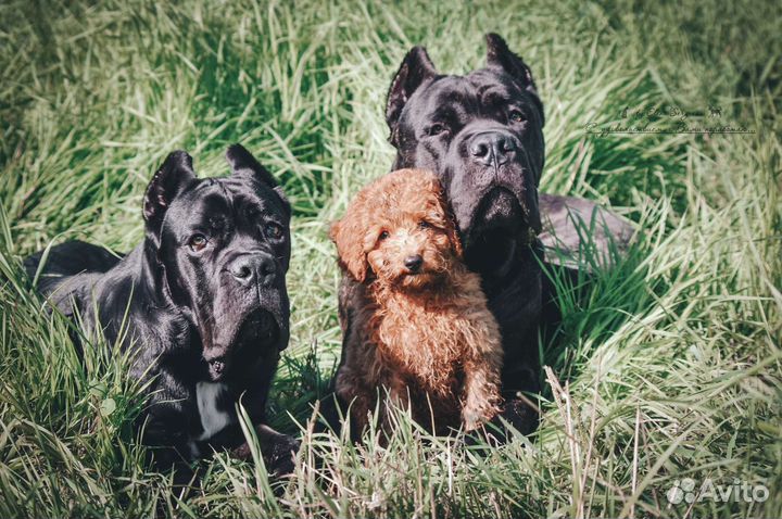Передержка собак. Дрессировка. Загородный дом