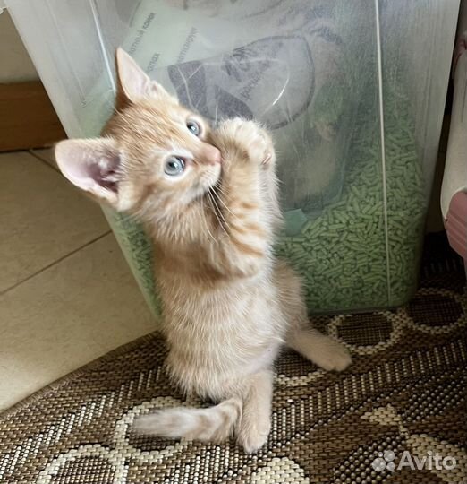 Рыжий котенок Гномик