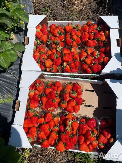 Клубникам оптом