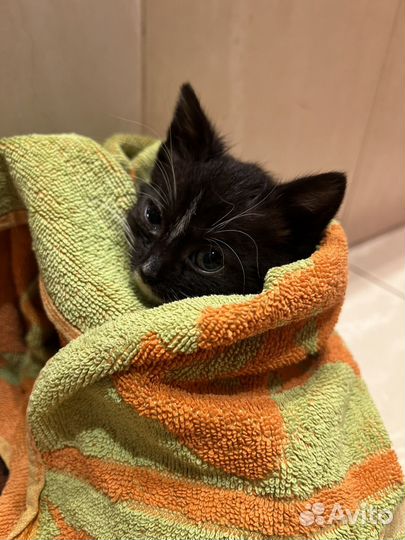 Кошка в дар