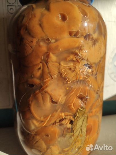 Грузди, рыжики, белые грибы в Костроме