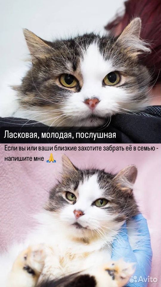 Кошечка Пусяка