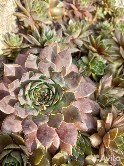 Молодило каменная роза