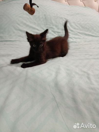 Котик в добрые руки