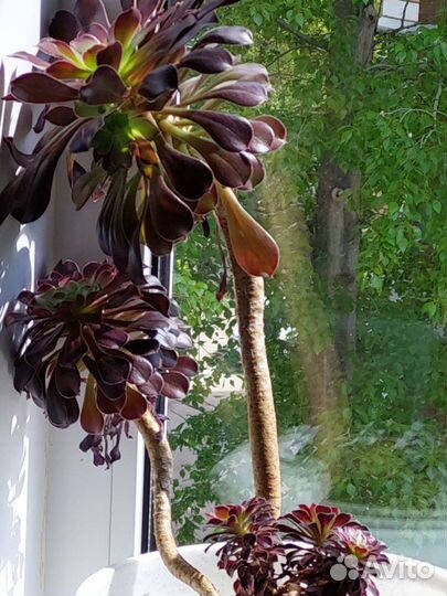 Эониум древовидный