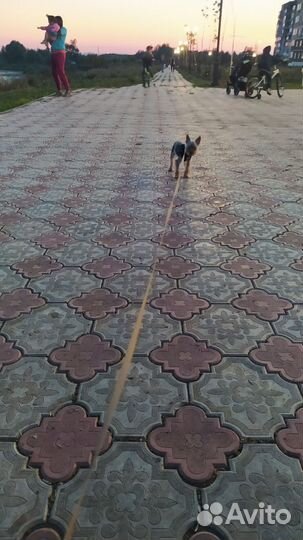 Йоркширский терьер