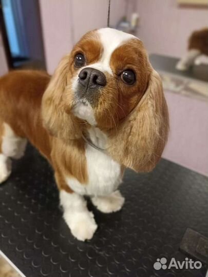 Груминг (стрижка) собак и кошек