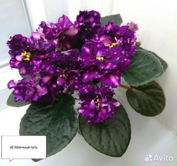 Фиалки сортовые, детки