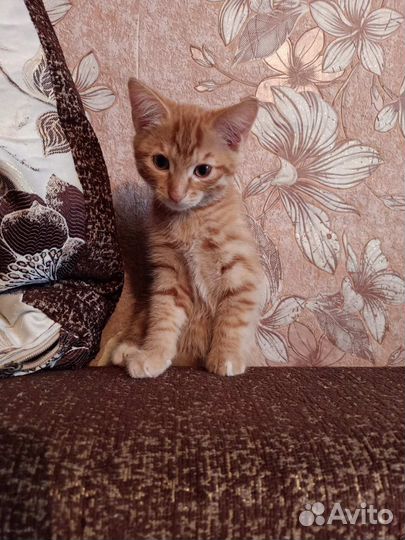 В добрые руки