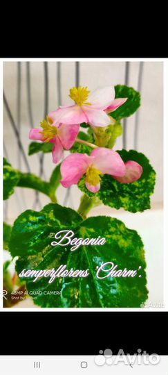 Вечноцветущие бегонии