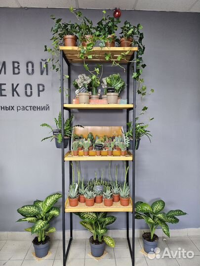 Комнатные домашние растения