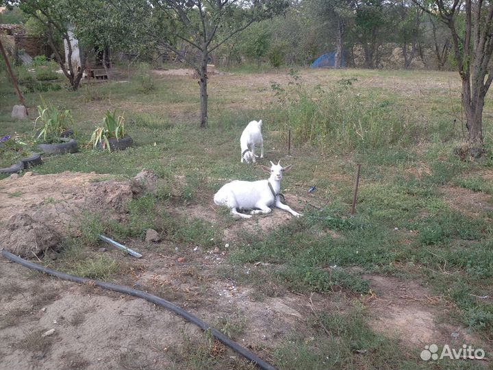 Козочки молодые