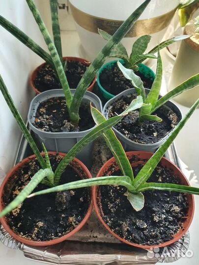 Сансевиерия сортовая