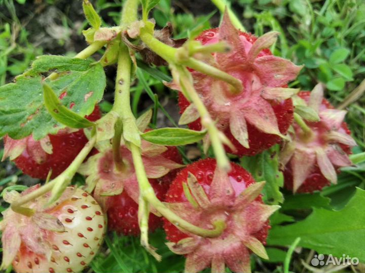 Саженцы клубники (садовой земляники)