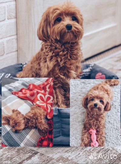 Щенки мальтипу мини (девочка)