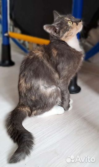 Кошка в добрые руки