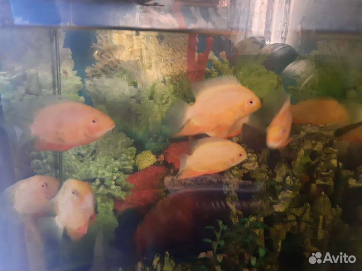 Северум красноточечный