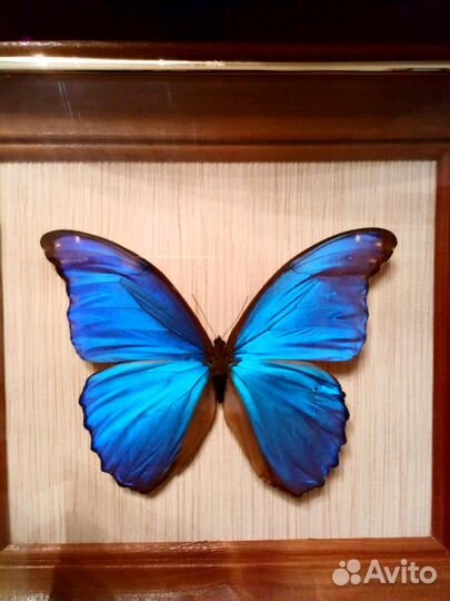 Коллекция бабочек