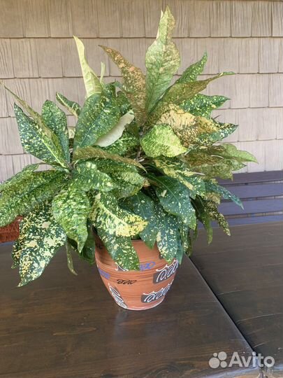 Кротон красный, желтый, мурайя