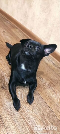 Вязка,чихуахуа мальчик, ждёт невесту