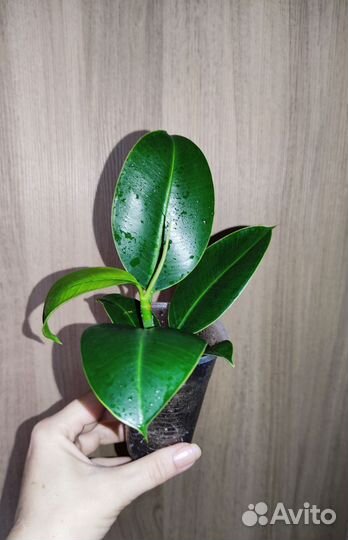 Монстера, филодендрон