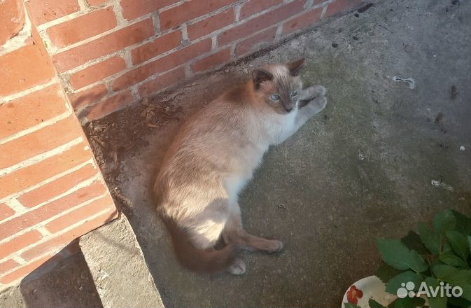 Кошка в добрые руки