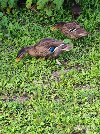 Подсадная утка дикая для охоты