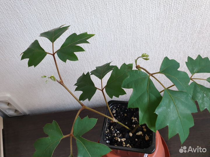 Комнатные цветы Березка/Циссус