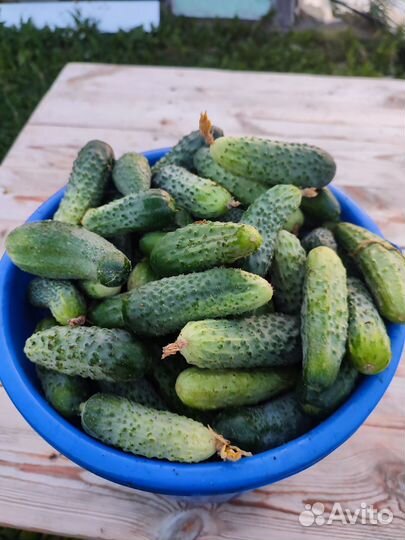 Огурцы свежие домашние