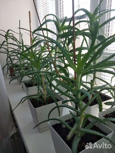 Алоэ лечебное древовидное