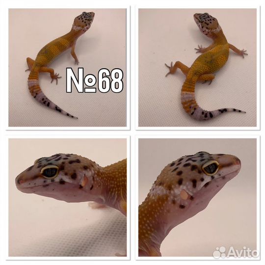 Геккон эублефар