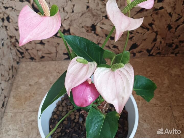 Антуриум два взрослых растения