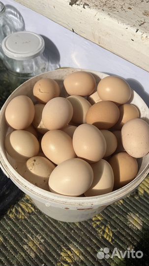 Инкубационное яйцо брама