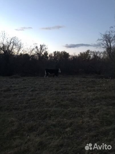 Бычки и телята