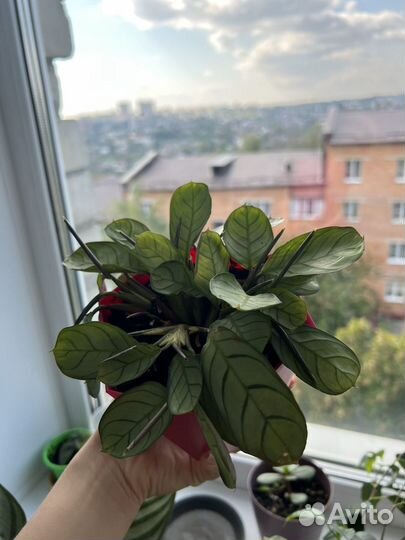 Ктенанта, комнатное растение