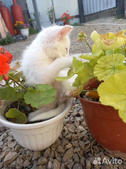 Котята помесь мейкуна