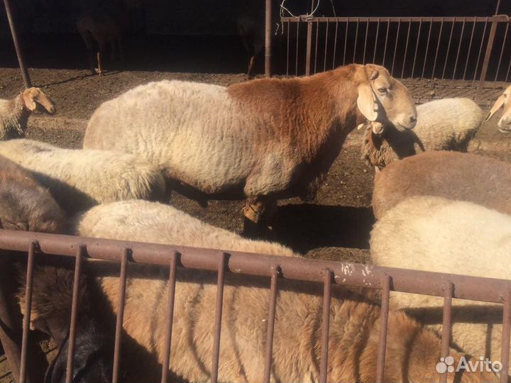 Бараны, матки, ярки гиссары